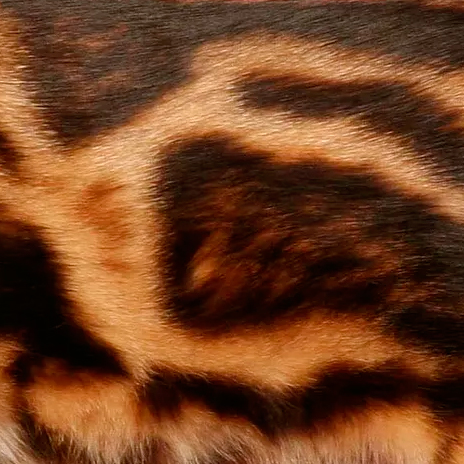 Окрасы бенгальских кошек