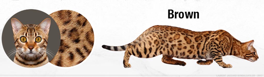 color brown bengal cats