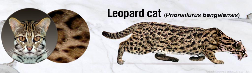 color leopard cat color pattern en