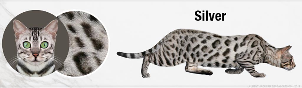 color silver bengal cats