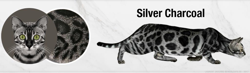 color silver charcoal bengal cats